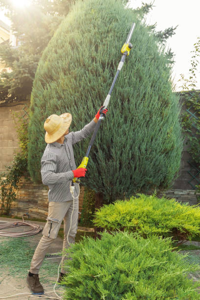 Best Aeration Services  in Pomona, CA