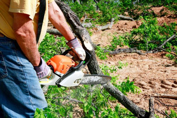 Best Tree Risk Assessment  in Pomona, CA